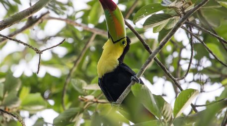 El 91% de las tierras gestionadas por pueblos indígenas y comunidades locales a nivel global se encuentran en condiciones ecológicas buenas o moderadas. EFE/ Priscilla Mora