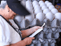 Especialista explica los motivos detrás del encarecimiento del blanquillo y las regiones del país donde el kilogramo supera los 80 pesos durante agosto de 2026. EL INFORMADOR/ARCHIVO