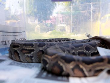 Las autoridades aseguraron casi 200 animales de distintas especies; sin embargo, no hubo detenidos. EL INFORMADOR/ARCHIVO
