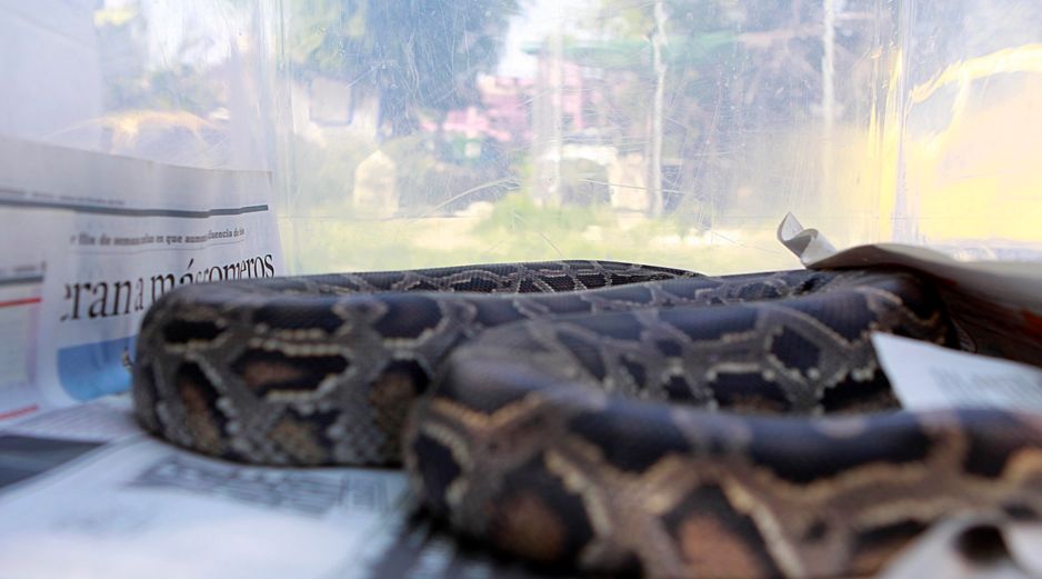Las autoridades aseguraron casi 200 animales de distintas especies; sin embargo, no hubo detenidos. EL INFORMADOR/ARCHIVO