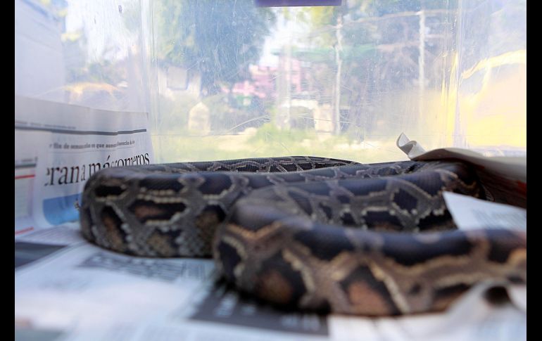 Las autoridades aseguraron casi 200 animales de distintas especies; sin embargo, no hubo detenidos. EL INFORMADOR/ARCHIVO