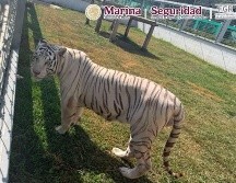 Los ejemplares quedaron a disposición de la Procuraduría Federal de Protección al Ambiente (Profepa) para su valoración, resguardo y manejo especializado. X / @GabSeguridadMX