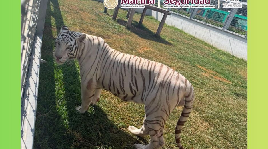 Los ejemplares quedaron a disposición de la Procuraduría Federal de Protección al Ambiente (Profepa) para su valoración, resguardo y manejo especializado. X / @GabSeguridadMX