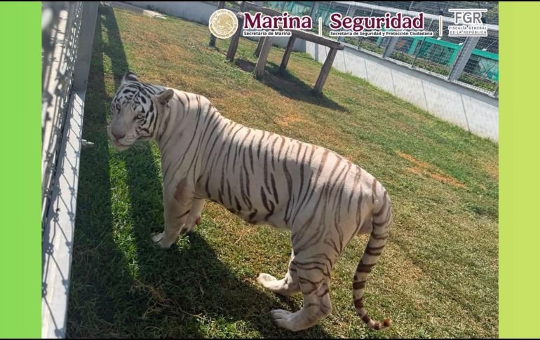 Los ejemplares quedaron a disposición de la Procuraduría Federal de Protección al Ambiente (Profepa) para su valoración, resguardo y manejo especializado. X / @GabSeguridadMX