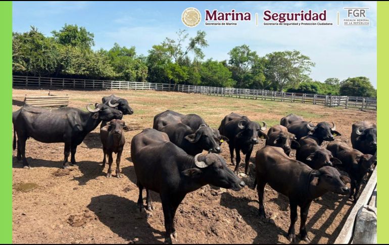 Los ejemplares quedaron a disposición de la Procuraduría Federal de Protección al Ambiente (Profepa) para su valoración, resguardo y manejo especializado. X / @GabSeguridadMX