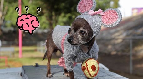 Conoce las seis señales queindican que un perro puede padecer de demencia. EL INFORMADOR / ARCHIVO