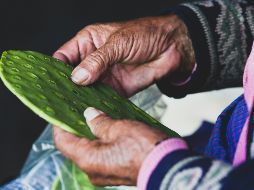 Los participantes deberán desespinar 30 piezas de nopal en el menor tiempo posible. UNSPLASH