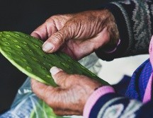 Los participantes deberán desespinar 30 piezas de nopal en el menor tiempo posible. UNSPLASH