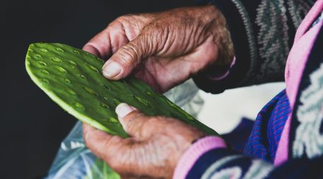 Los participantes deberán desespinar 30 piezas de nopal en el menor tiempo posible. UNSPLASH
