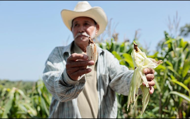Las autoridades locales confirmaron al menos 14 récords de temperatura durante el mes de agosto. EFE / R. Sura