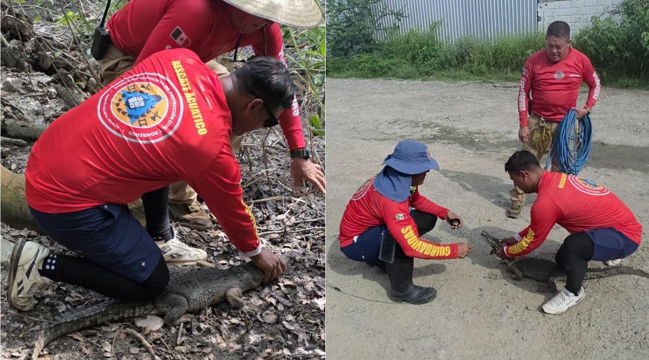 Protección Civil recordó los cuidados que se deben tener ante la aparición de un animal silvestre en Puerto Vallarta. ESPECIAL / FACEBOOK Protección Civil y Bomberos Puerto Vallarta