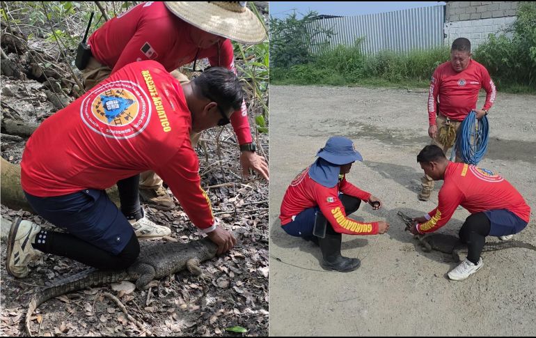 Protección Civil recordó los cuidados que se deben tener ante la aparición de un animal silvestre en Puerto Vallarta. ESPECIAL / FACEBOOK Protección Civil y Bomberos Puerto Vallarta