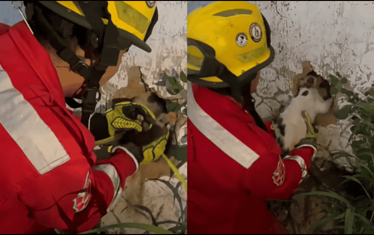 De acuerdo con el reporte, el felino no presentaba daños aparentes tras el rescate. FACEBOOK /PROTECCIÓN CIVIL Y BOMBERO GDL