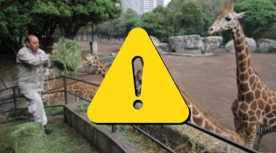 Estas son las malas condiciones del Zoológico de Chapultepec, según PETA Latino. SUN / ARCHIVO