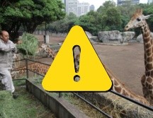 Estas son las malas condiciones del Zoológico de Chapultepec, según PETA Latino. SUN / ARCHIVO
