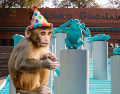Si planeas aprovechar esta increíble promoción, te recordamos que el Zoológico Guadalajara se encuentra muy cerca de la Barranca de Huentitán. ESPECIAL/ EL INFORMADOR/ ARCHIVO/ Unsplash