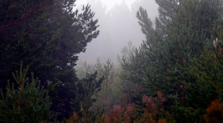 En la imagen de archivo, bosque de pinos. El equipo advierte de que los resultados no significan que la reforestación con especies exóticas sea una solución general a la crisis climática. EFE/J Guillén