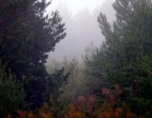 En la imagen de archivo, bosque de pinos. El equipo advierte de que los resultados no significan que la reforestación con especies exóticas sea una solución general a la crisis climática. EFE/J Guillén