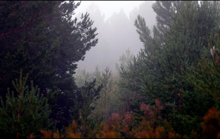 En la imagen de archivo, bosque de pinos. El equipo advierte de que los resultados no significan que la reforestación con especies exóticas sea una solución general a la crisis climática. EFE/J Guillén