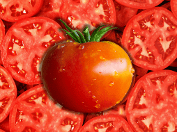 Lejos de ser dañinas, las semillas de jitomate son pequeñas cápsulas de nutrientes esenciales que tu cuerpo necesita para funcionar de manera óptima. ESPECIAL / CANVA