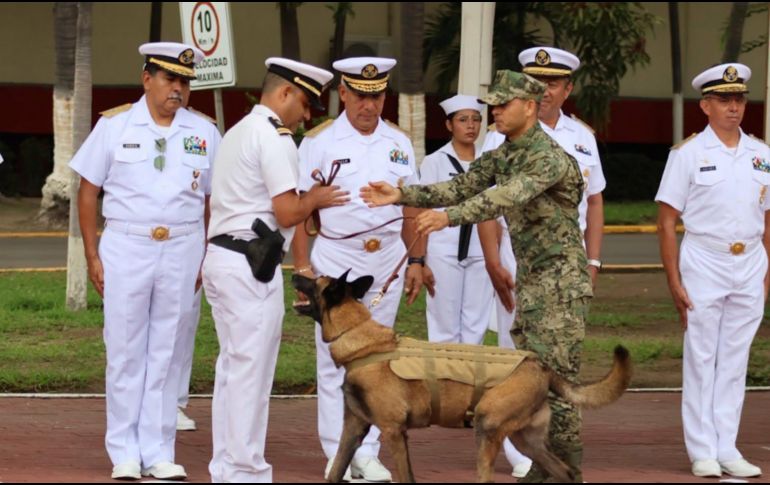 Tras completar su etapa como elemento activo, Hermes se despojó de su arnés de trabajo para comenzar una nueva vida lejos de las operaciones y los entrenamientos. SEMAR