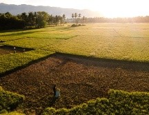 Aunque no es causado por el cambio climático, los científicos esperan que 