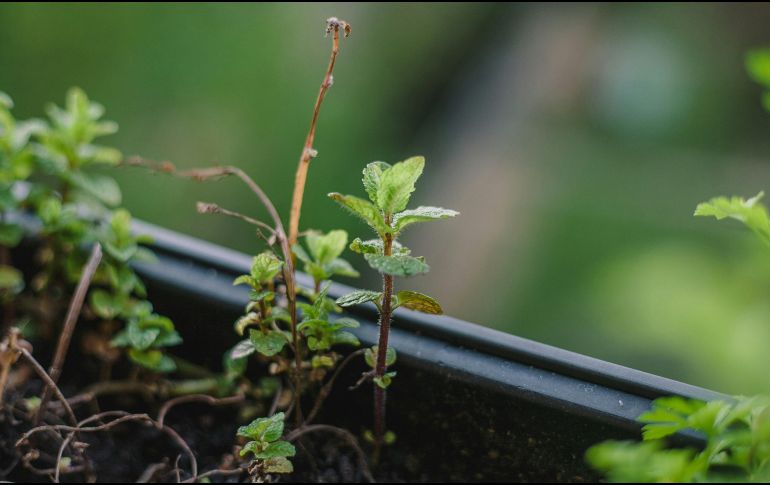 La producción de naranjas en Florida cerró la temporada 2025-2026 con un total de 12,92 millones de cajas, superando ligeramente las previsiones iniciales y quedando un 5 % por encima de la campaña anterior. Unsplash