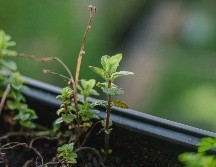 La producción de naranjas en Florida cerró la temporada 2025-2026 con un total de 12,92 millones de cajas, superando ligeramente las previsiones iniciales y quedando un 5 % por encima de la campaña anterior. Unsplash