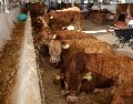 El avance de la plaga del gusano barrenador también representa un desafío para otros estados ganaderos. EL INFORMADOR/ARCHIVO