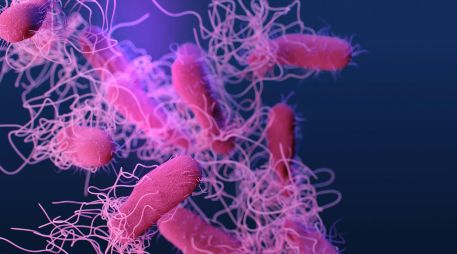 El Hospital General, como la Secretaría de Salud, informaron que el brote de Salmonela fue identificado el 31 de agosto. UNSPLASH /  CDC