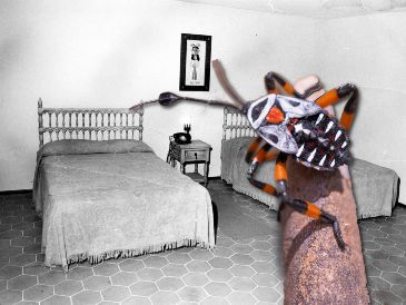¿Te ha pasado esto? ¡Puede que tengas chinches en casa! EL INFORMADOR / ARCHIVO