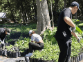 Hasta el momento, se han distribuido más de 200 mil ejemplares, mientras que entregan más de mil árboles al día. CORTESÍA