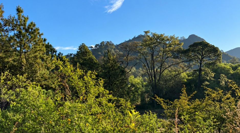 El municipio de Mascota se encuentra ubicado en la Sierra Madre Occidental. Su altitud de mil 230 metros sobre el nivel del mar garantiza un clima semicálido y semihúmedo durante todo el año. ESPECIAL / O. F. López