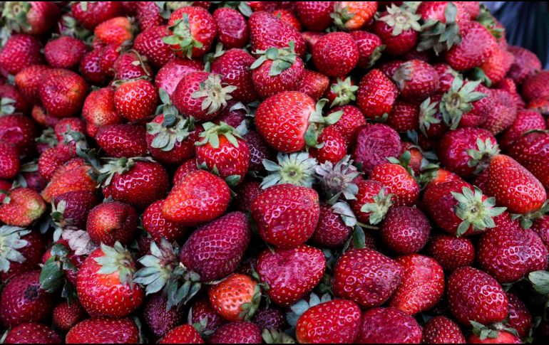 Productores de Estados Unidos (EU) presuntas prácticas comerciales desleales atribuidas a los productores y exportadores mexicanos de fresas mexicanas.EL INFORMADOR / ARCHIVO
