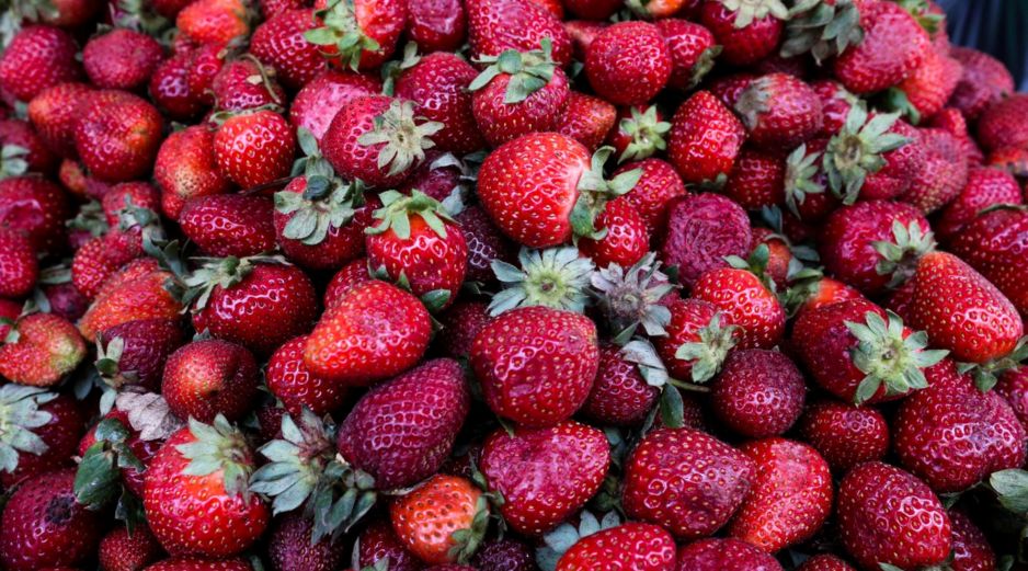 Productores de Estados Unidos (EU) presuntas prácticas comerciales desleales atribuidas a los productores y exportadores mexicanos de fresas mexicanas.EL INFORMADOR / ARCHIVO