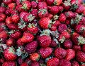 Productores de Estados Unidos (EU) presuntas prácticas comerciales desleales atribuidas a los productores y exportadores mexicanos de fresas mexicanas.EL INFORMADOR / ARCHIVO