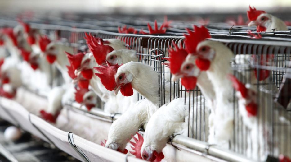 Se restringen todos los movimientos dentro del territorio nacional de aves de traspatio y aves que no sean controladas a través del Sistema de Monitoreo Avícola. EFE / U. RUIZ