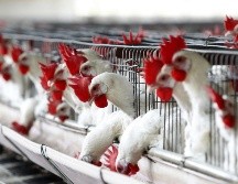 Se restringen todos los movimientos dentro del territorio nacional de aves de traspatio y aves que no sean controladas a través del Sistema de Monitoreo Avícola. EFE / U. RUIZ