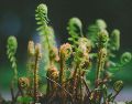 El otoño es un buen momento para renovar los espacios con plantas de interior. UNSPLASH