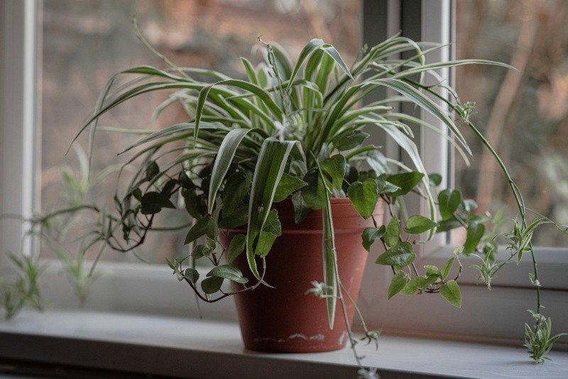 &nbsp;La planta araña o cinta destaca por sus hojas alargadas y su facilidad de adaptación. UNSPLASH