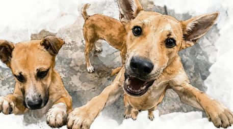 Rescate de animales maltratados aumenta en Jalisco durante 2026