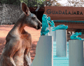 Un canguro rojo llamado "Akala" se ha convertido en la nueva estrella del Zoológico Guadalajara tras protagonizar un video viral en TikTok. ESPECIAL/ EL INFORMADOR/ ARCHIVO/TikTok/ zoologicoguadalajara
