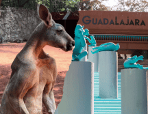 Un canguro rojo llamado 