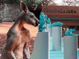 Un canguro rojo llamado 