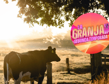 El programa contará con una transmisión 24/7 para aquellos fanáticos que no quieran perderse ni un solo detalle de lo que sucede dentro de la granja. CANVA