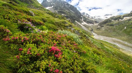 El estudio concluye que la zona más afectada que presenta la tasa de extinción más alta registrada, con un 49% de pérdida local de especies. EFE /  Kryštof Chytrý