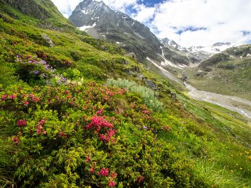 El estudio concluye que la zona más afectada que presenta la tasa de extinción más alta registrada, con un 49% de pérdida local de especies. EFE /  Kryštof Chytrý