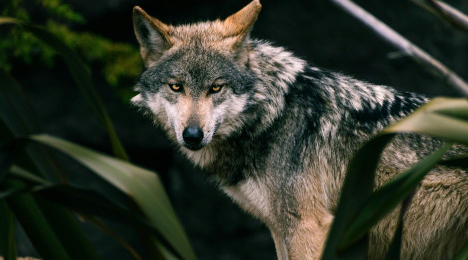 El lobo gris mexicano es una especie transfronteriza en peligro de extinción. Unsplash