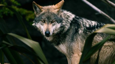 El lobo gris mexicano es una especie transfronteriza en peligro de extinción. Unsplash