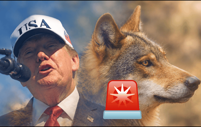 Recientemente el presidente de Estados Unidos Donald Trump firmo una orden que podría poner en riesgo al lobo mexicano especie transfronteriza en peligro de extinción.EFE / A. GORDON / UNSPLASH / W. SPIRIT